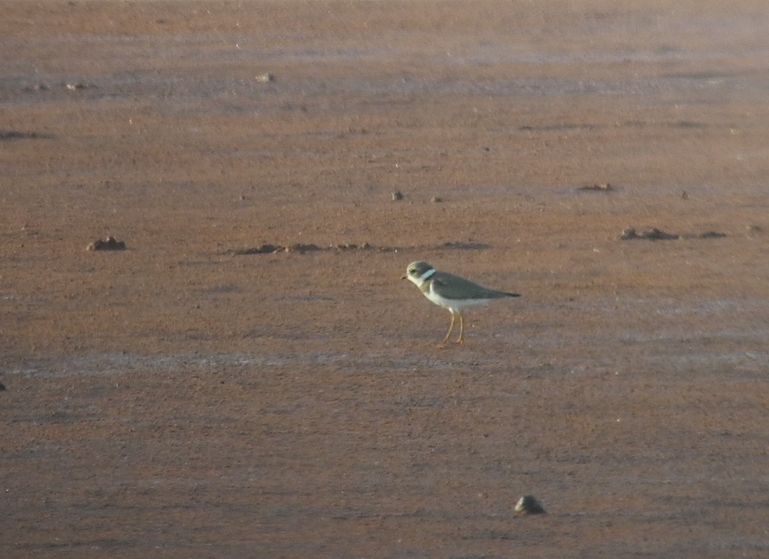 Semipalmated Plover - ML268046071