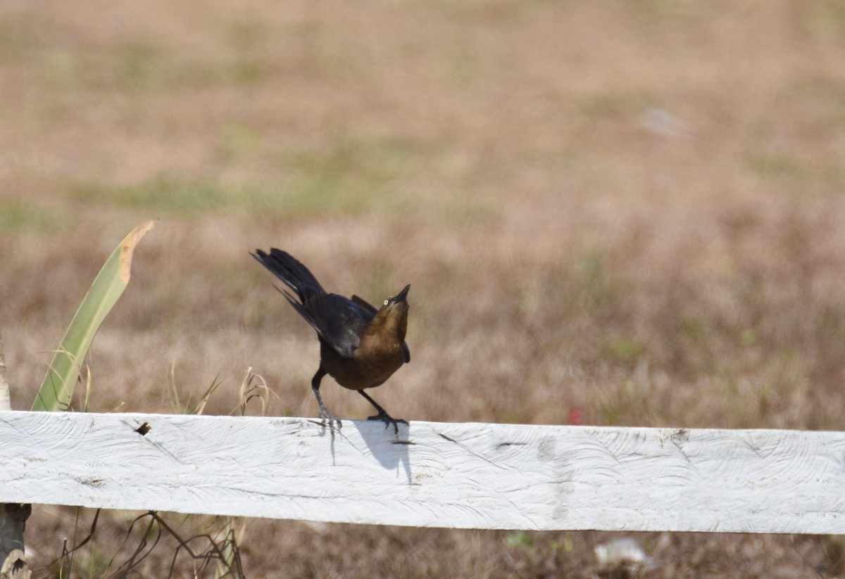 Great-tailed Grackle - ML26804771