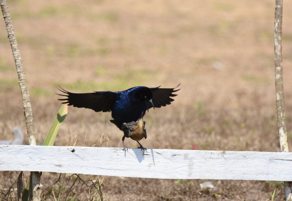 Great-tailed Grackle - ML26804861