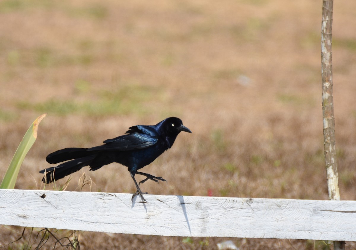 Great-tailed Grackle - ML26804931