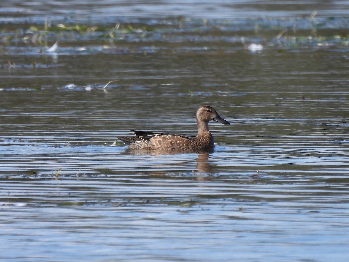 Blue-winged Teal - ML268050401