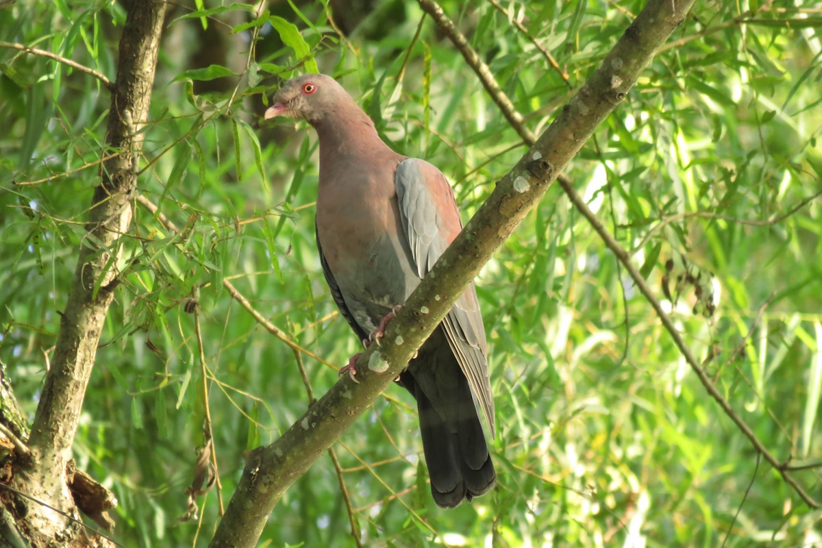 Red-billed Pigeon - Osvaldo Balderas San Miguel