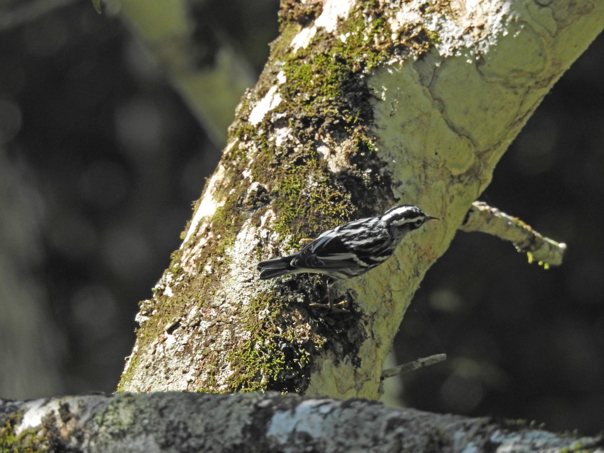 Black-and-white Warbler - Colin Smith