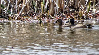Blue-winged Teal, ML26806261