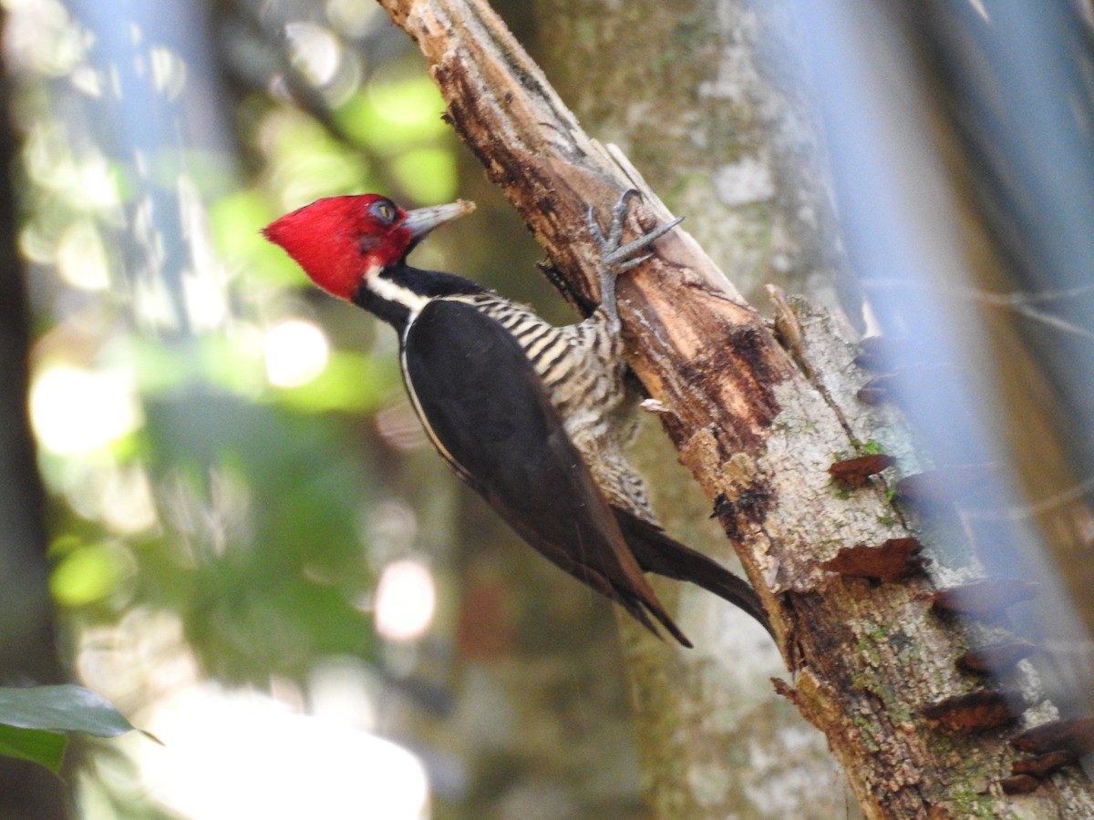 Pale-billed Woodpecker - Colin Smith