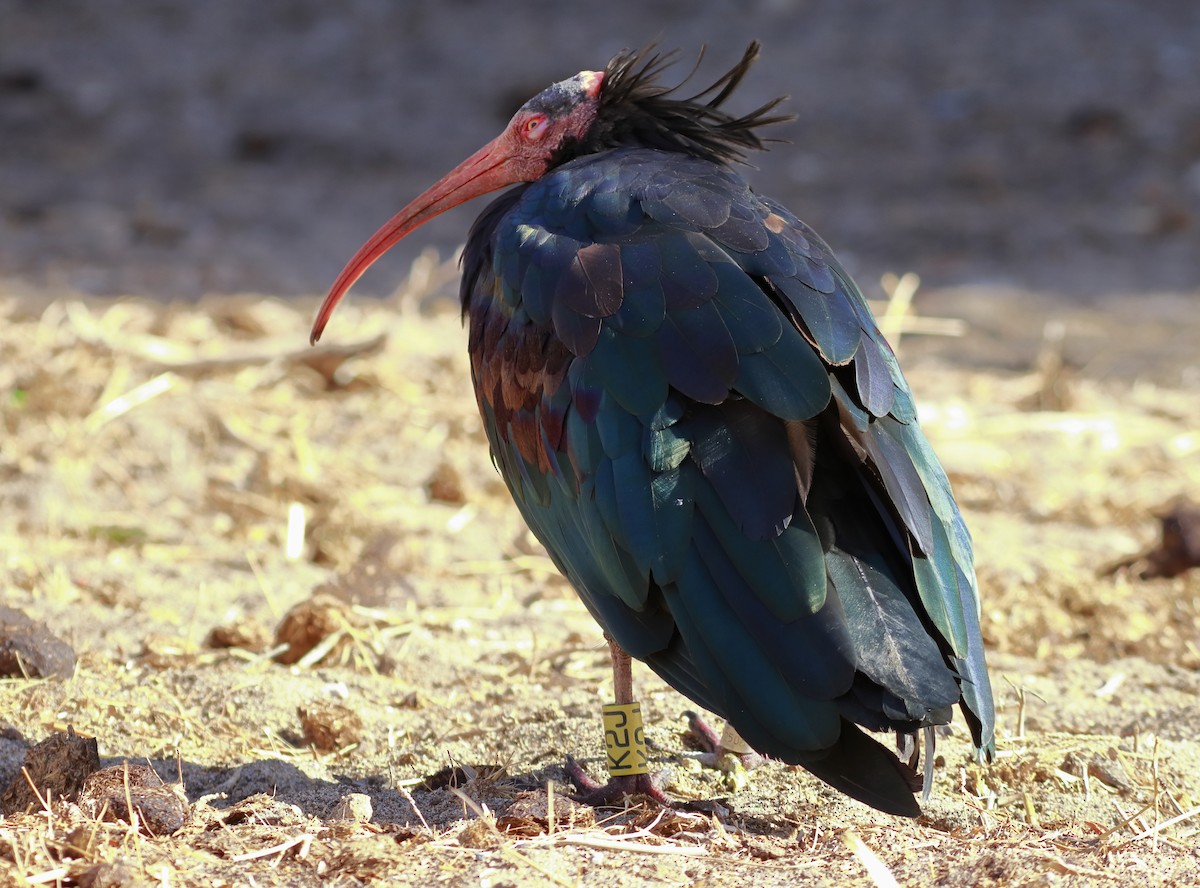 Northern Bald Ibis - Manuel Gomez Carvajal