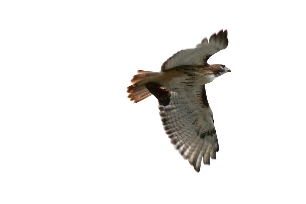 Red-tailed Hawk - ML268070811
