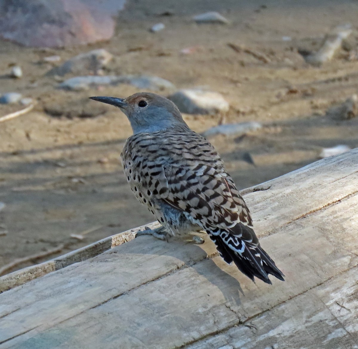 Northern Flicker (Red-shafted) - ML268071041