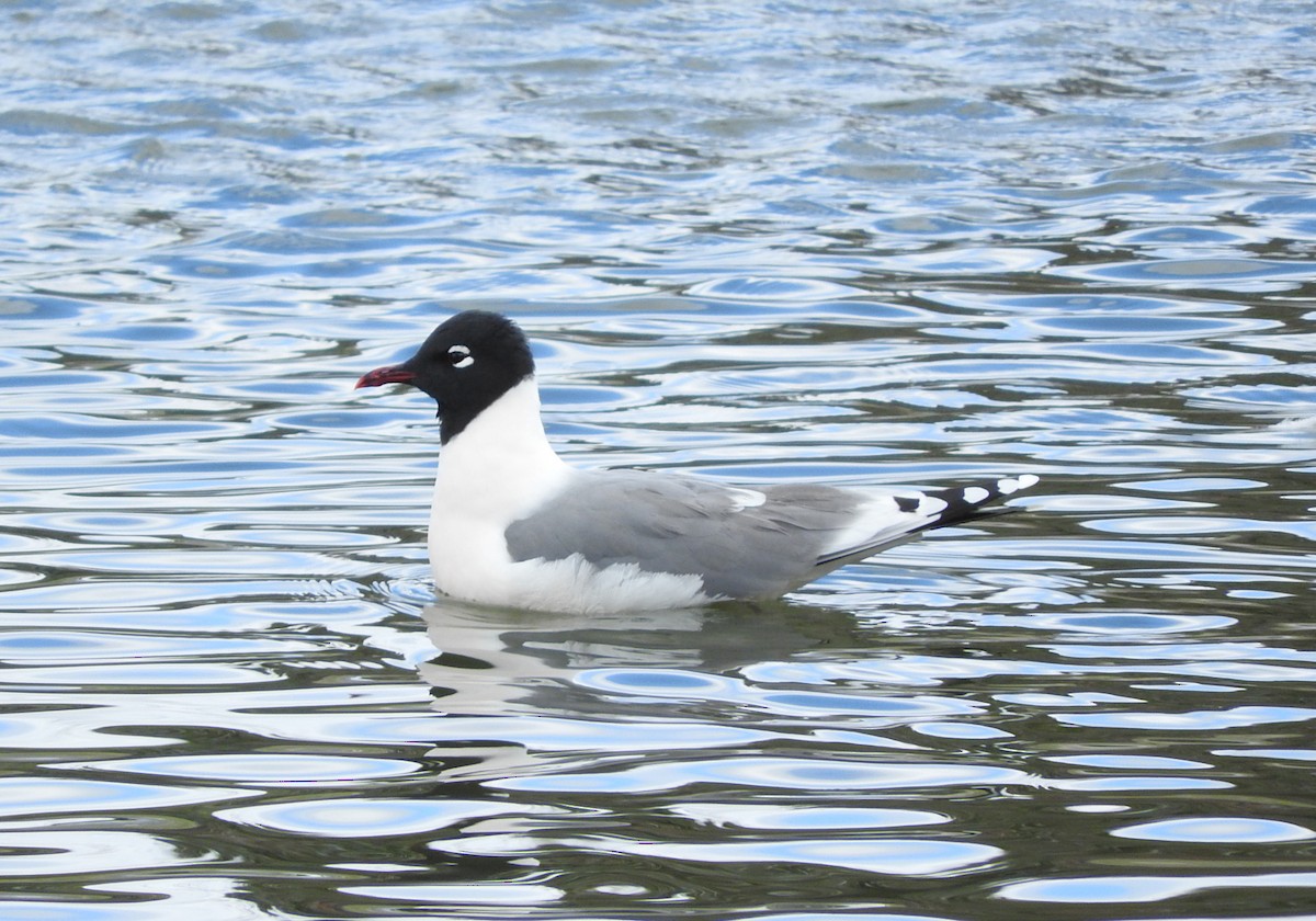 Franklin's Gull - Mary Brown