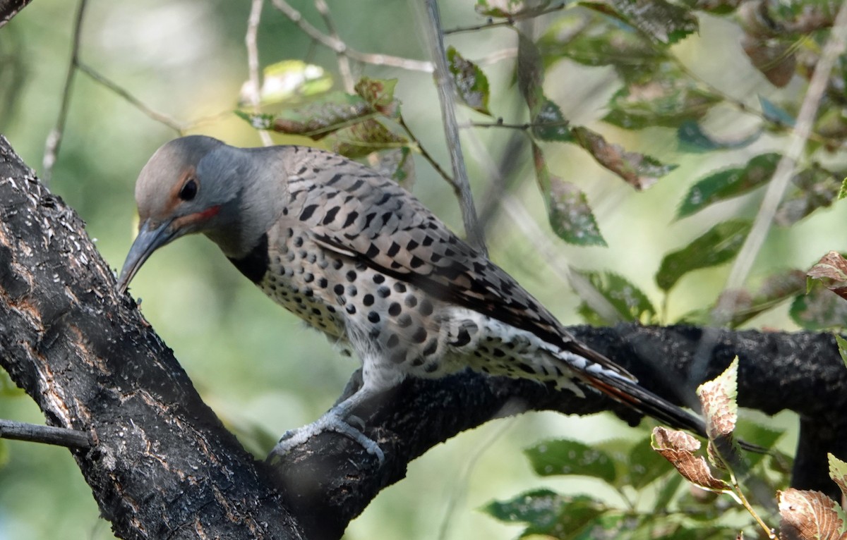 Northern Flicker (Red-shafted) - ML268076061