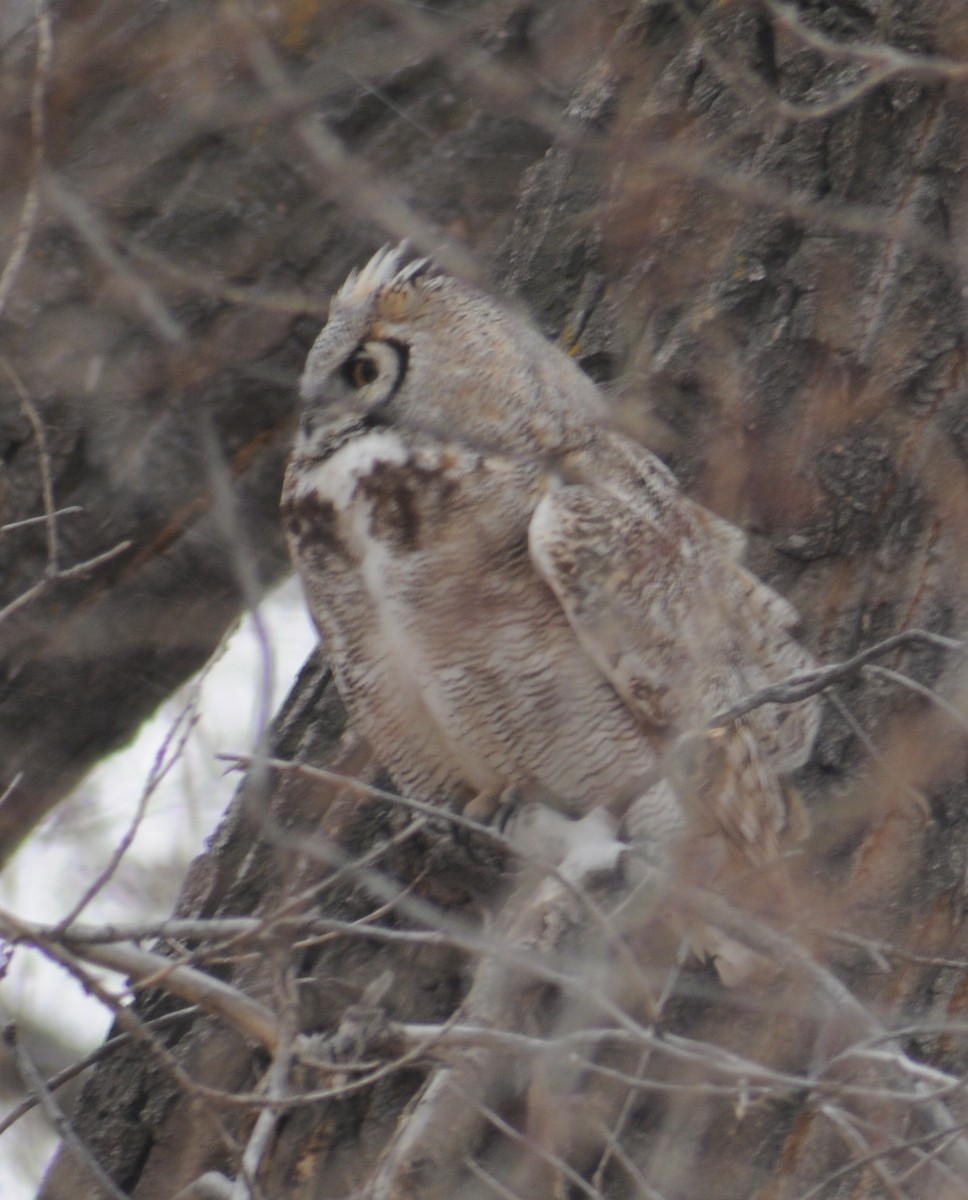 Great Horned Owl - ML268082281