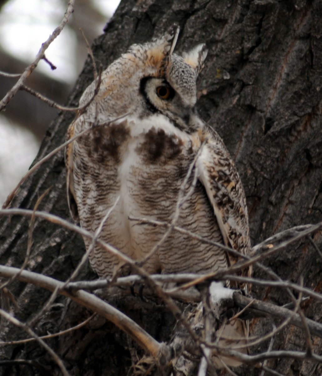 Great Horned Owl - ML268082341