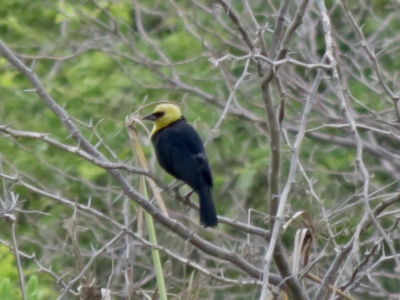 Yellow-hooded Blackbird - ML268082501