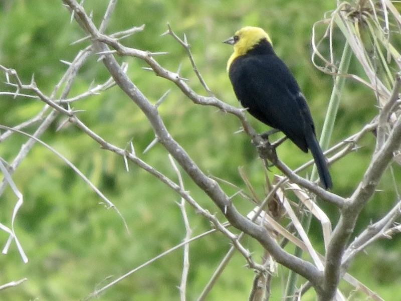 Yellow-hooded Blackbird - ML268082511