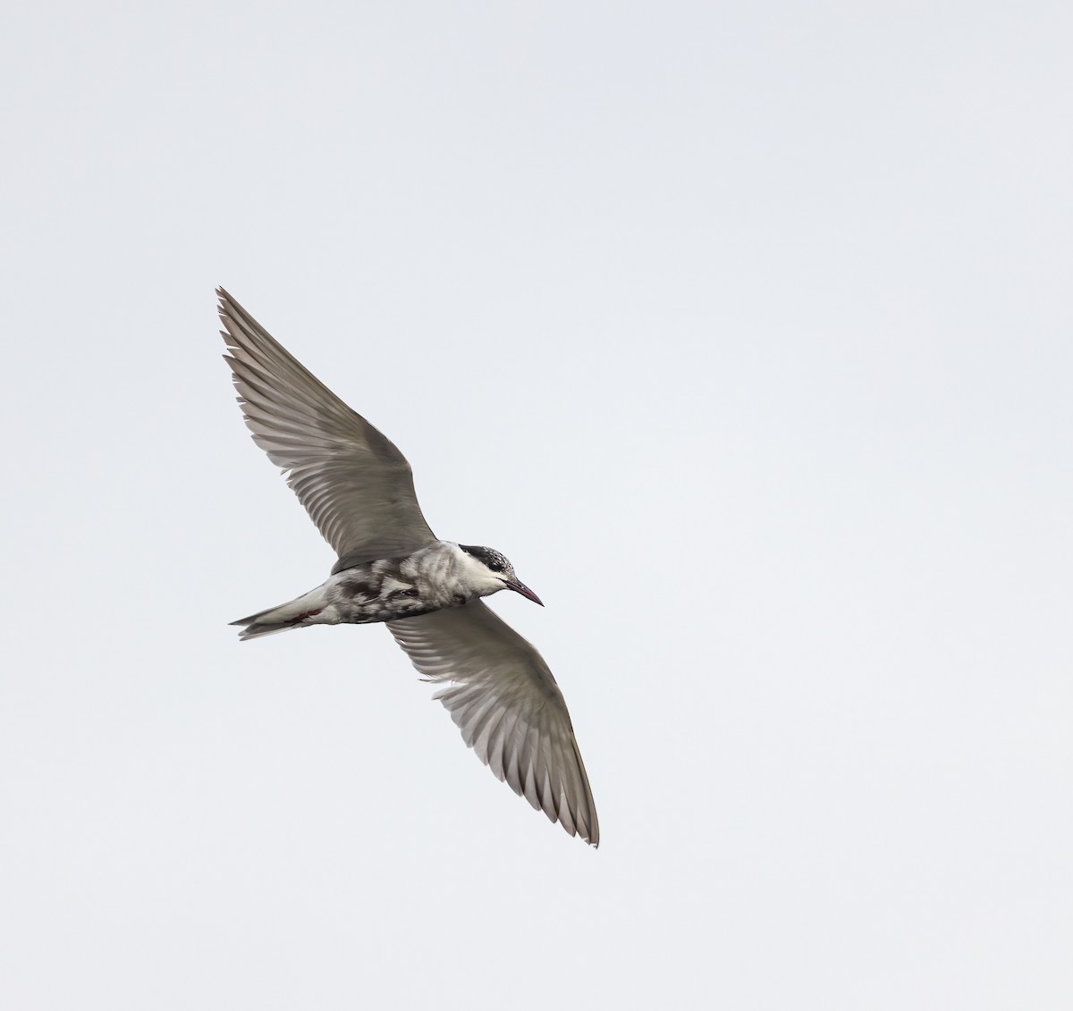 Whiskered Tern - Per Smith
