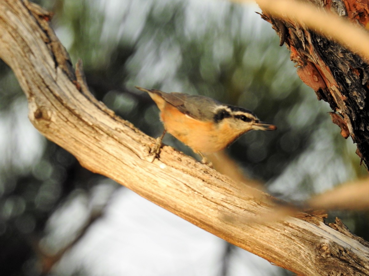 Red-breasted Nuthatch - ML268084941