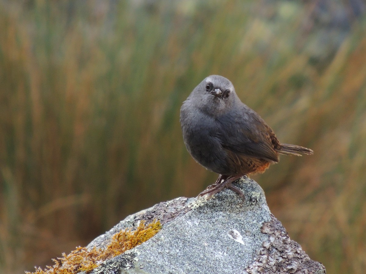 Jalca Tapaculo - Nicolas Willian Mamani-Cabana