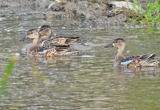 Blue-winged Teal, ML268096551