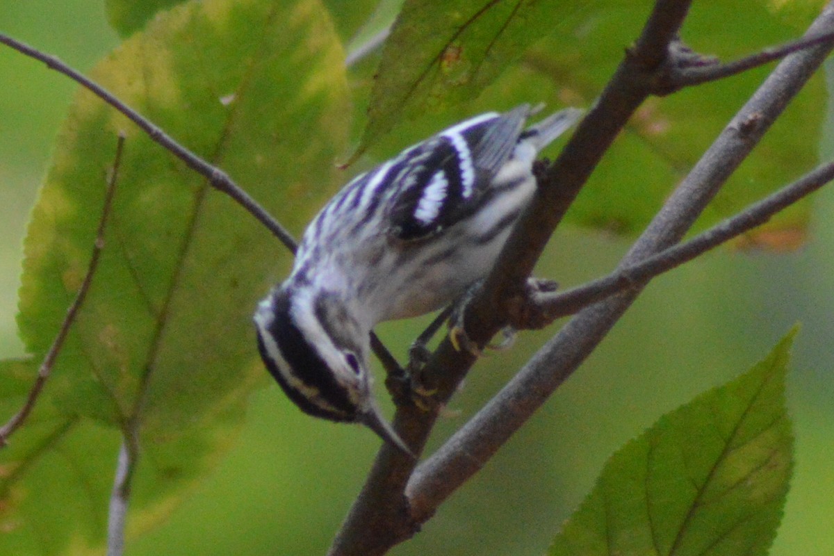 Black-and-white Warbler - ML26809961