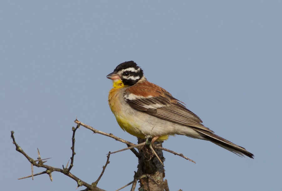 Golden-breasted Bunting - ML268100891