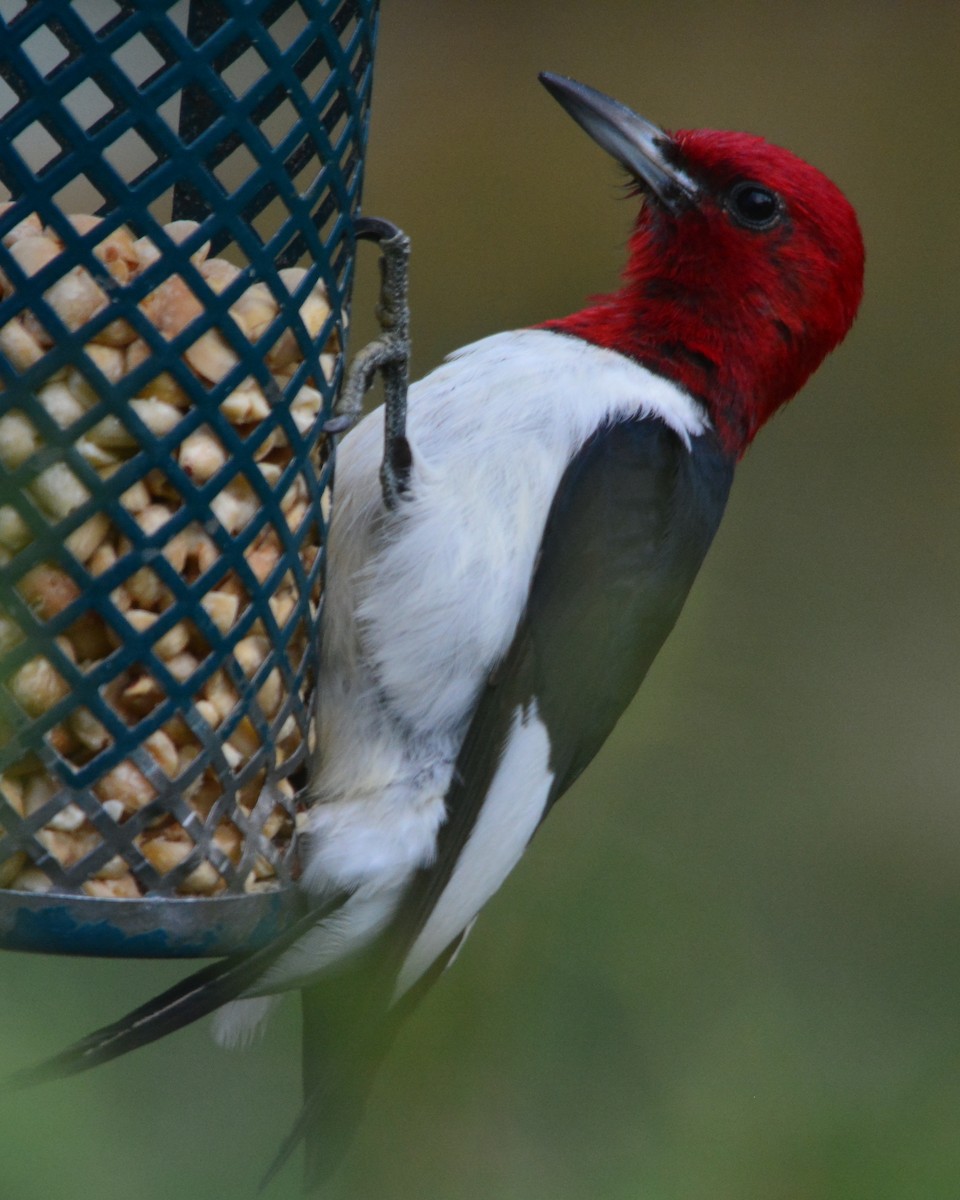 Red-headed Woodpecker - ML268100971