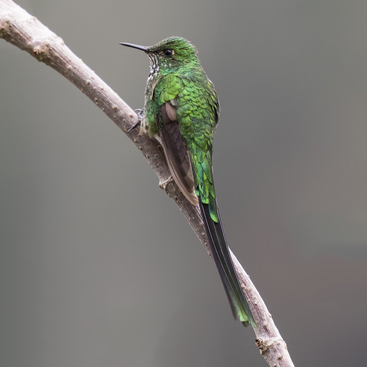 Yeşil Kuyruklu Kolibri - ML26810111