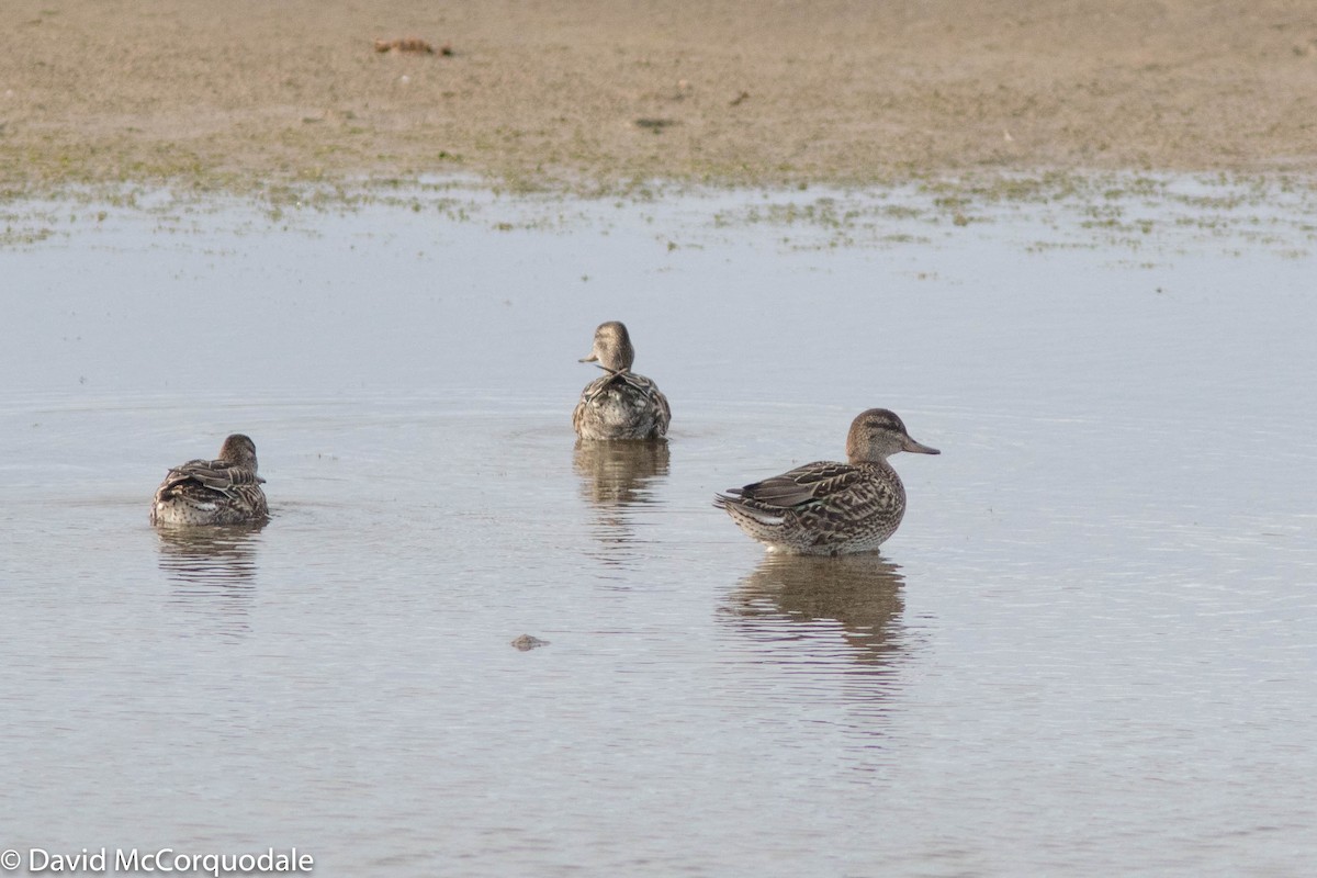 Green-winged Teal - ML268103081