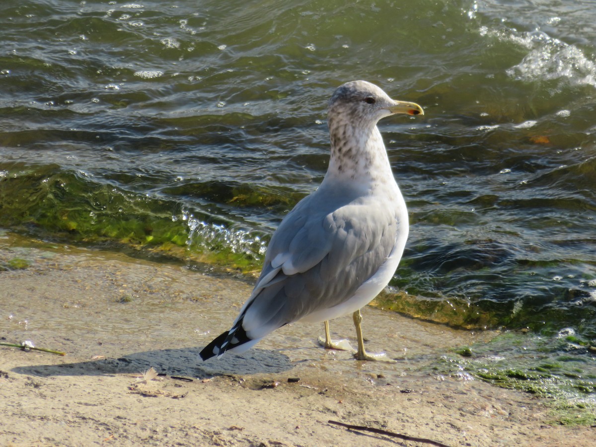 California Gull - Rudolf Koes