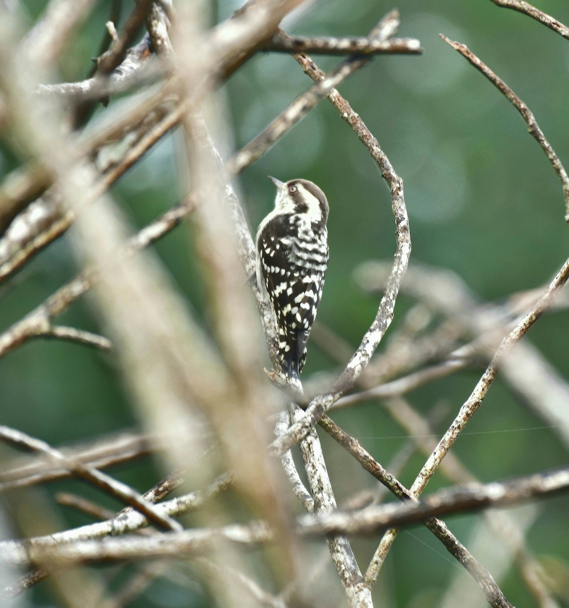 Brown-capped Pygmy Woodpecker - ML268104761