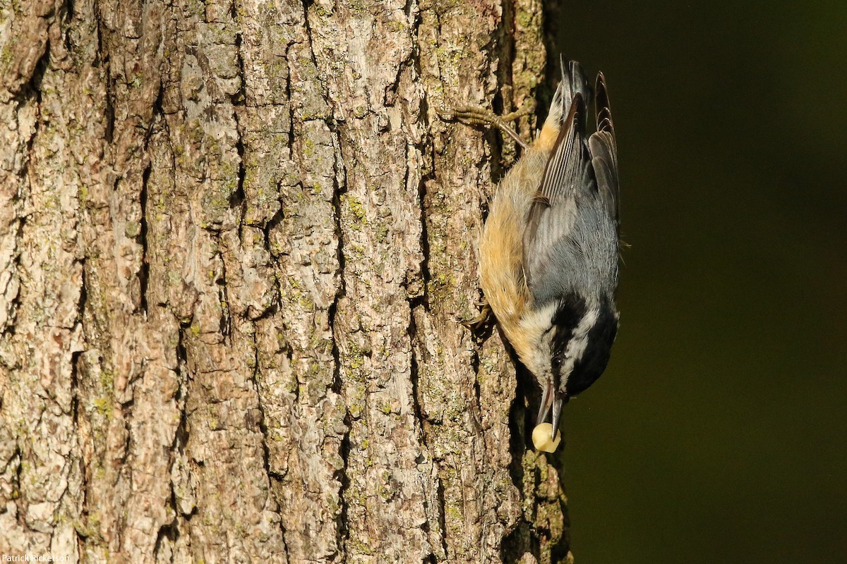 Red-breasted Nuthatch - ML268110801