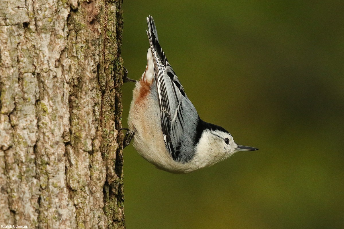 White-breasted Nuthatch - ML268111491