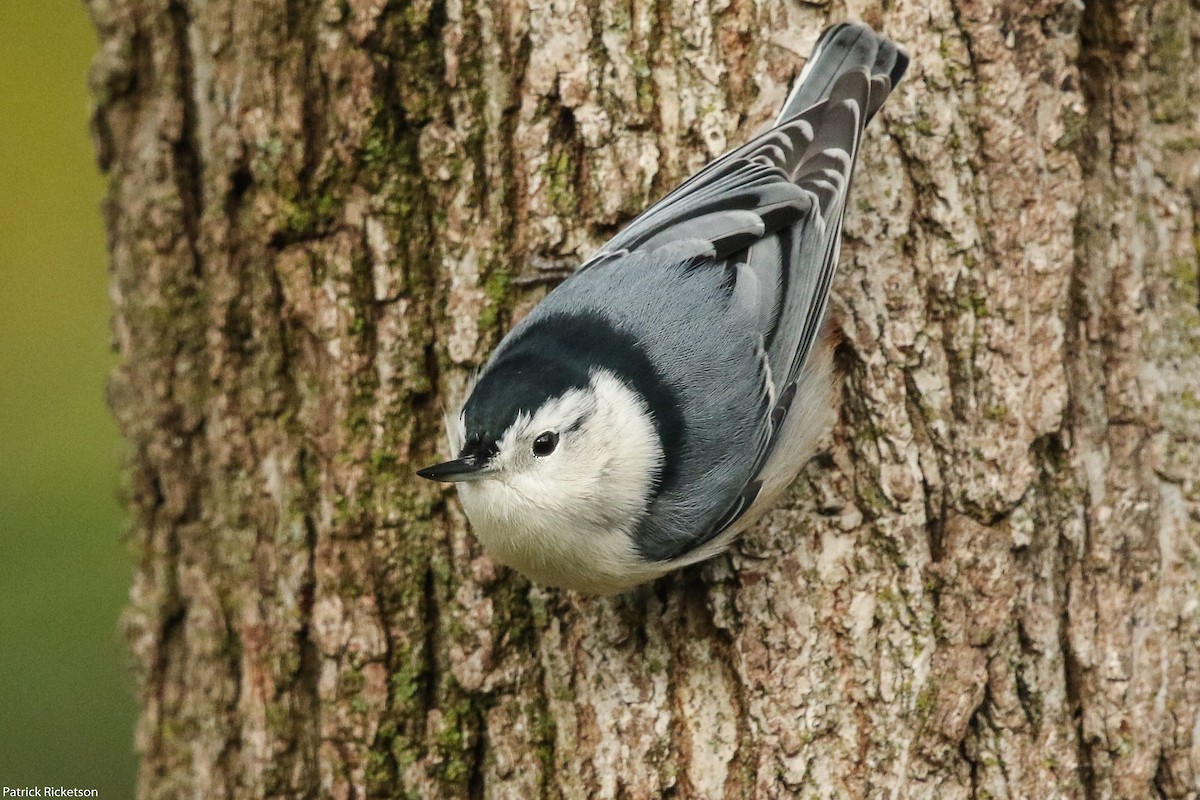 White-breasted Nuthatch - ML268111511