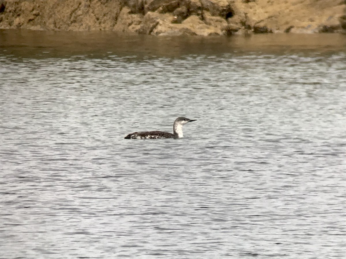 Red-throated Loon - ML268124711
