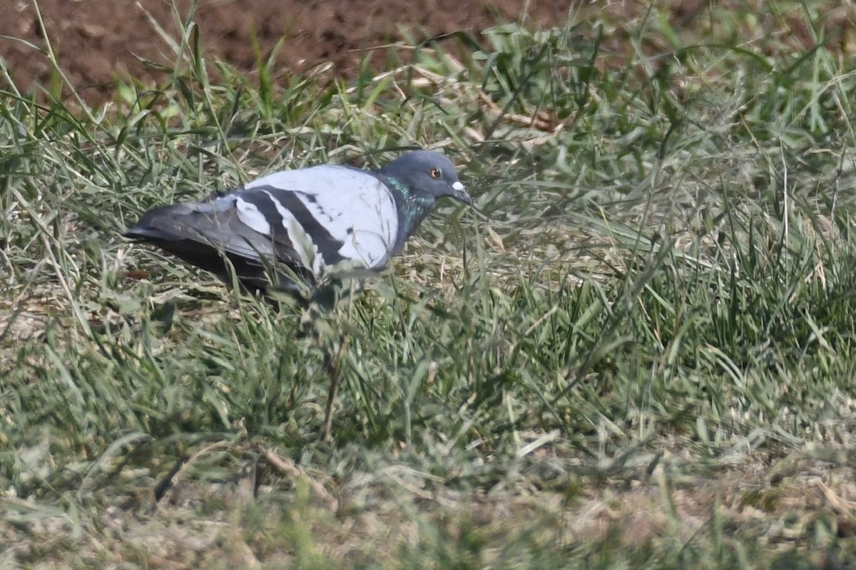 Rock Pigeon (Feral Pigeon) - Don Casey