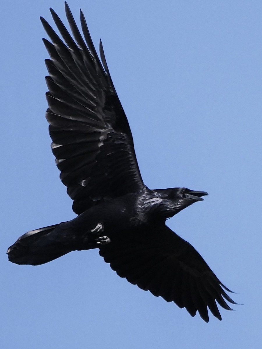 Common Raven - Jeff Osborne