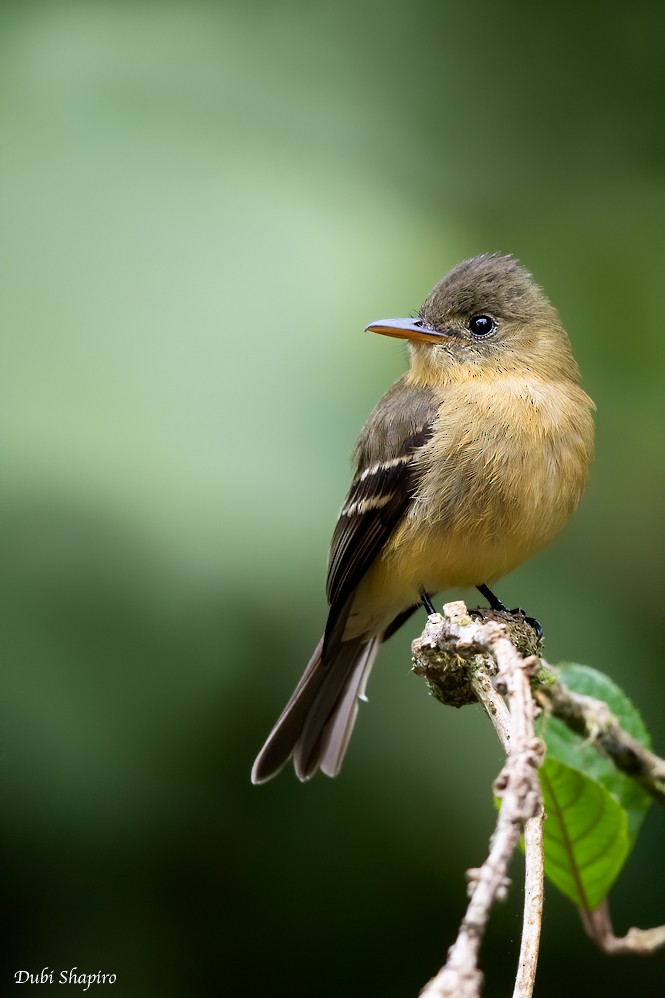 Ochraceous Pewee - ML268133411