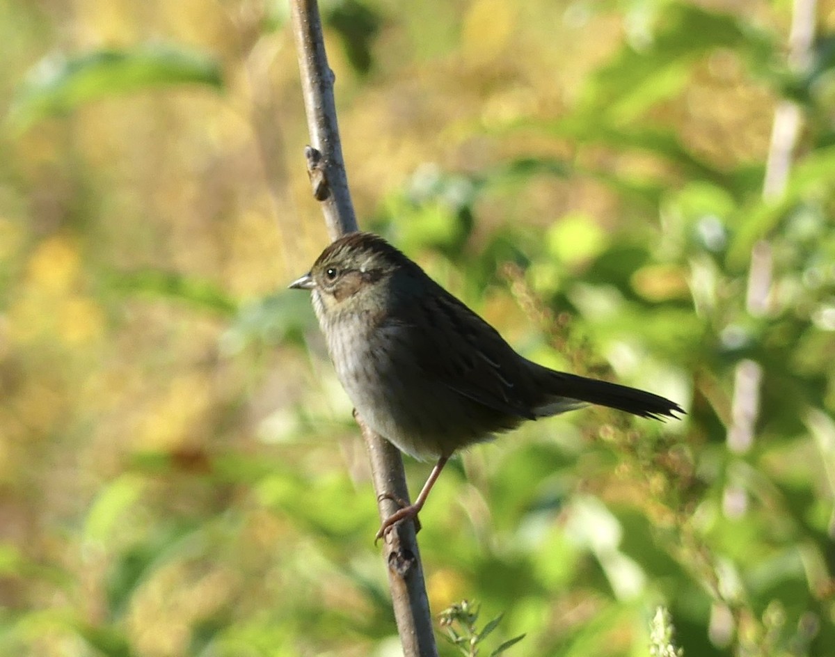 Swamp Sparrow - ML268134441