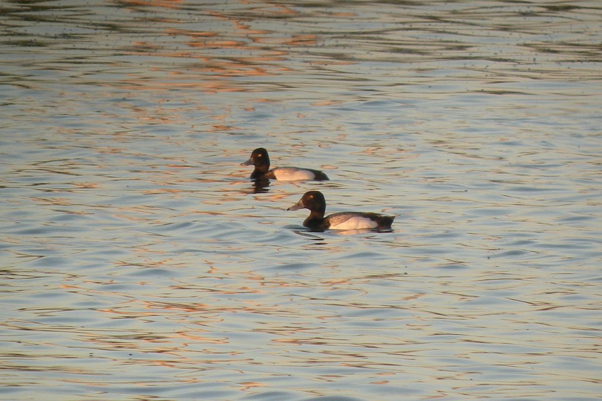 Greater Scaup - ML268136341