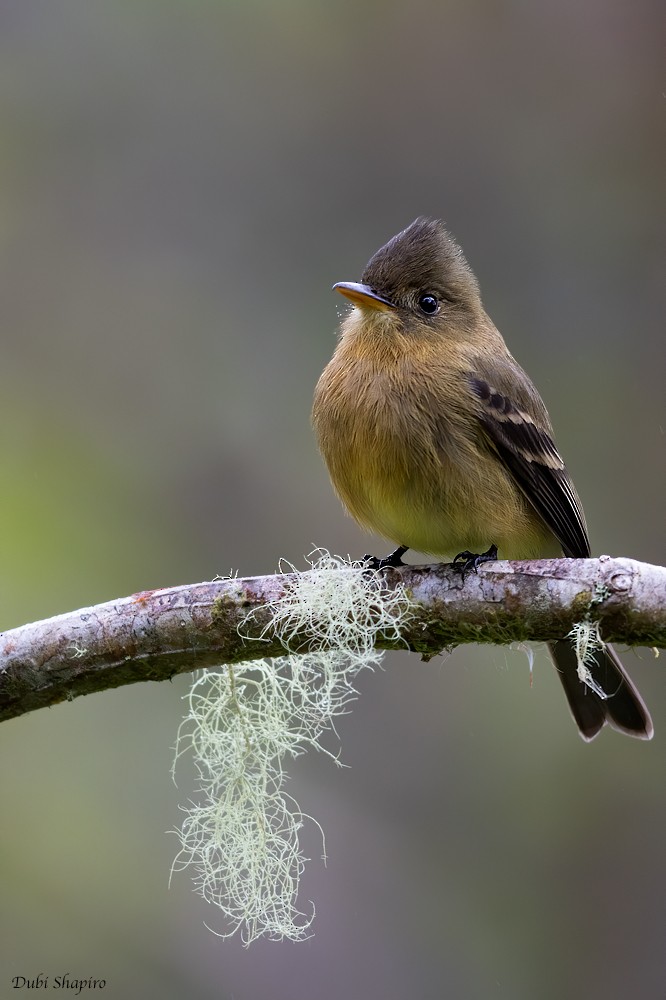 Ochraceous Pewee - ML268139981