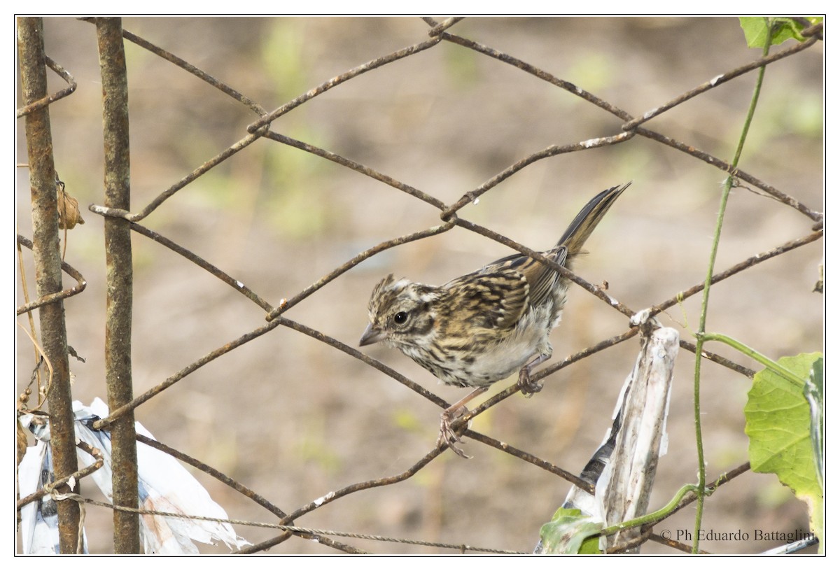 Rufous-collared Sparrow - ML26814721
