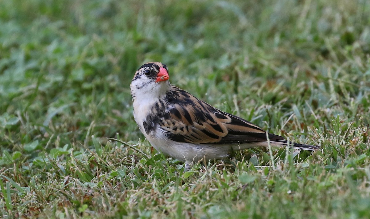 Pin-tailed Whydah - ML268151741