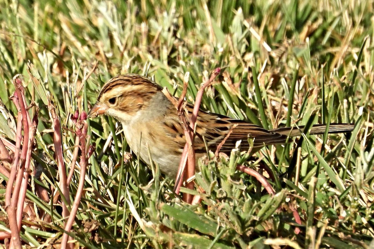 Clay-colored Sparrow - Greg Cross