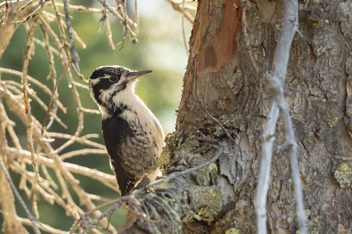 American Three-toed Woodpecker - Joshua Covill