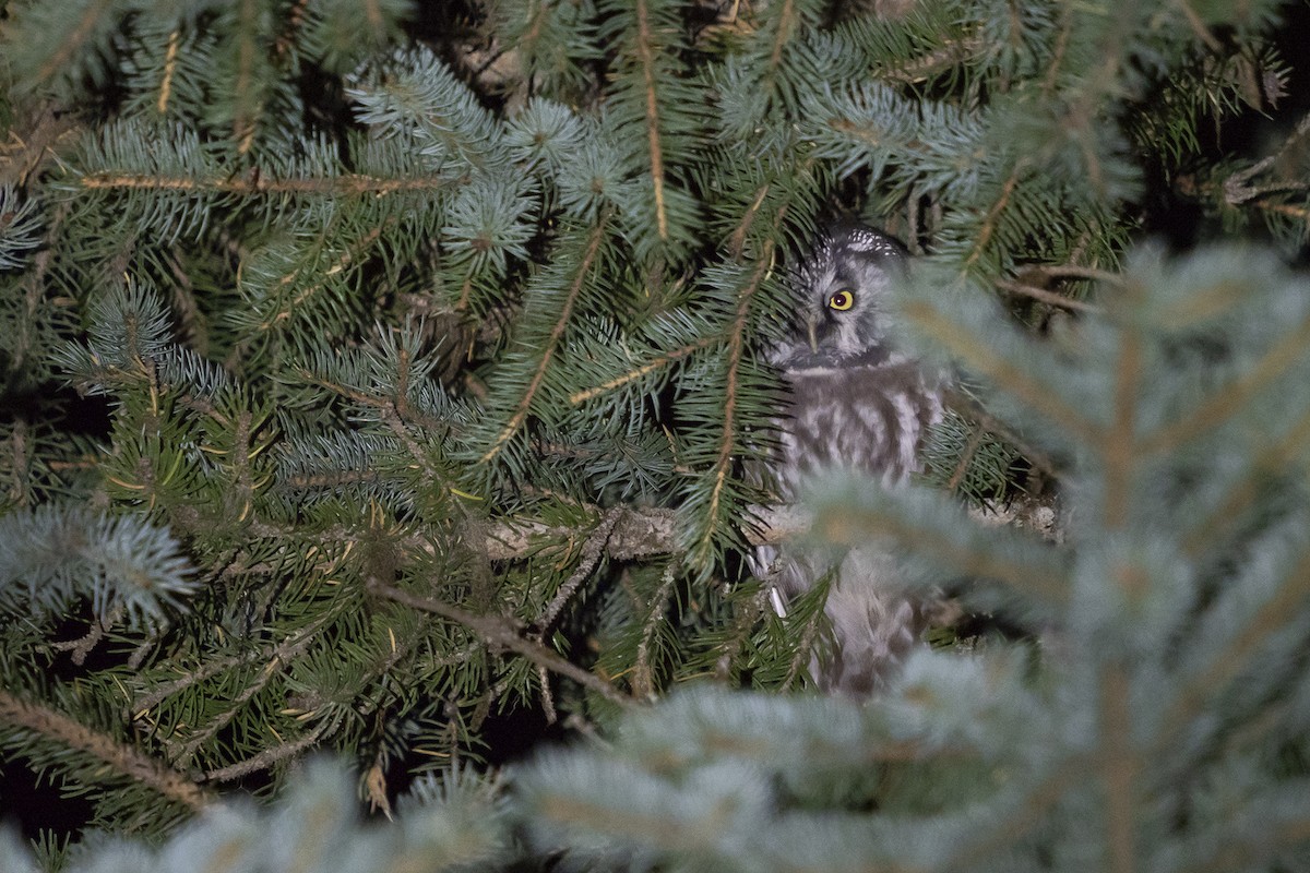 Boreal Owl - ML268157501