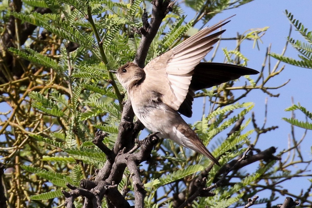 Northern Rough-winged Swallow - ML26815861