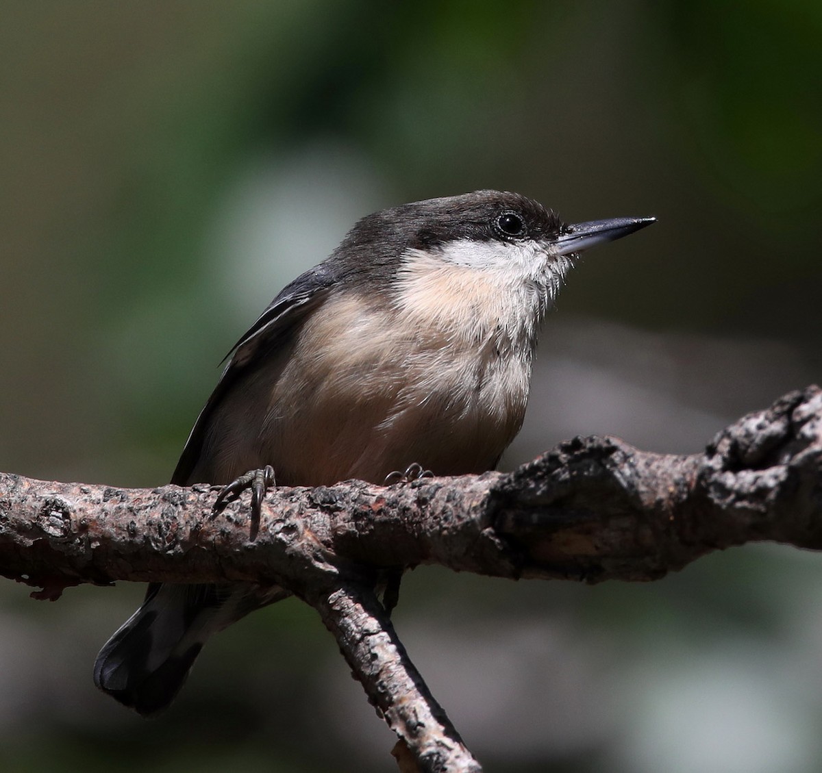 Pygmy Nuthatch - Hal and Kirsten Snyder