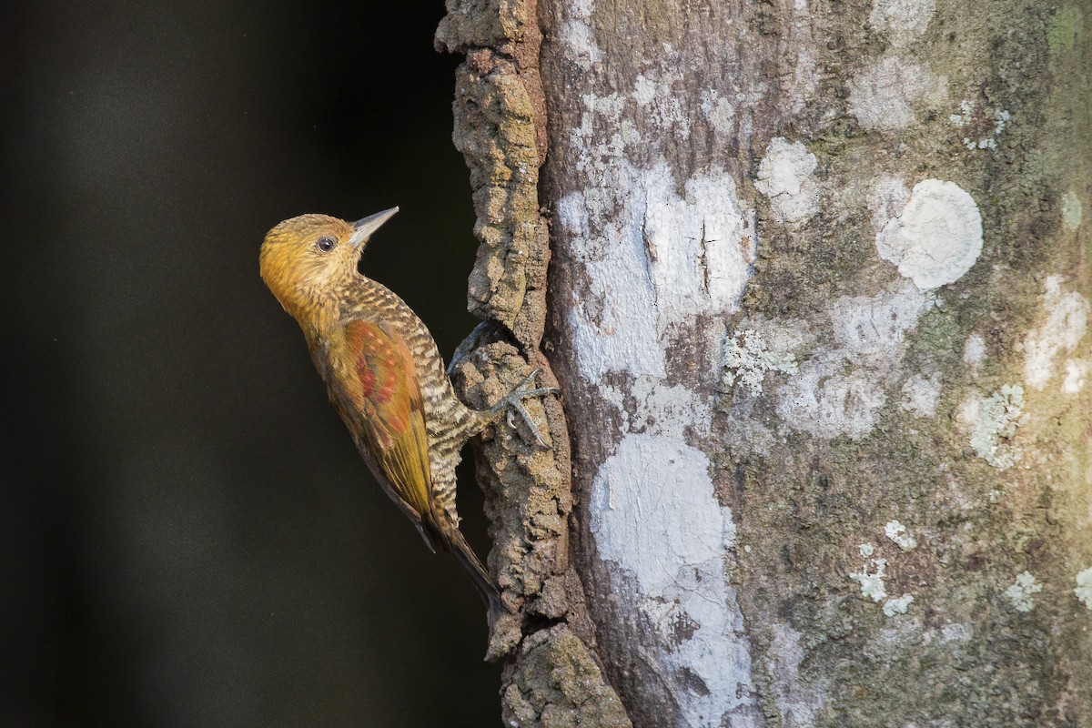 Red-stained Woodpecker - ML268166281