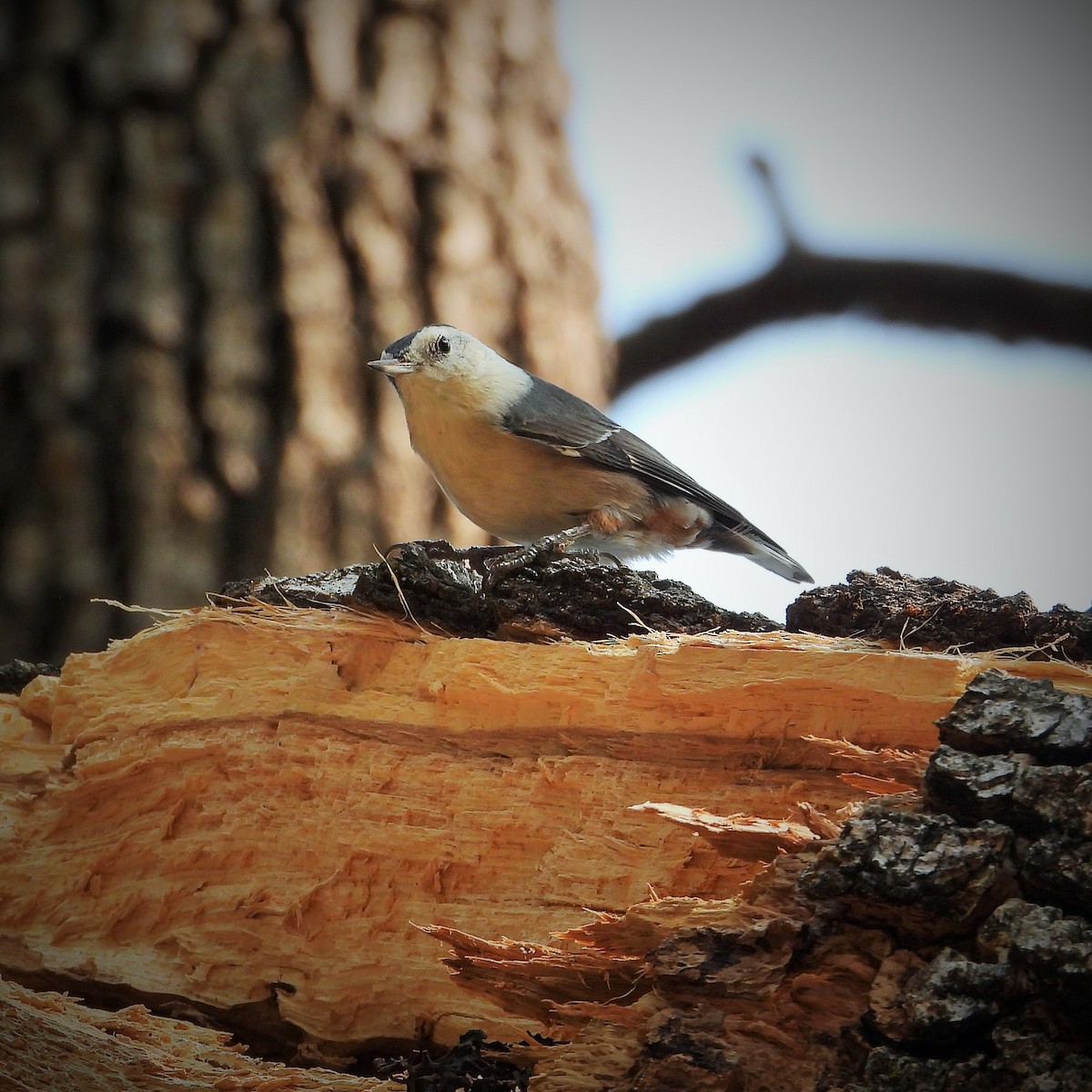 White-breasted Nuthatch - ML268167111