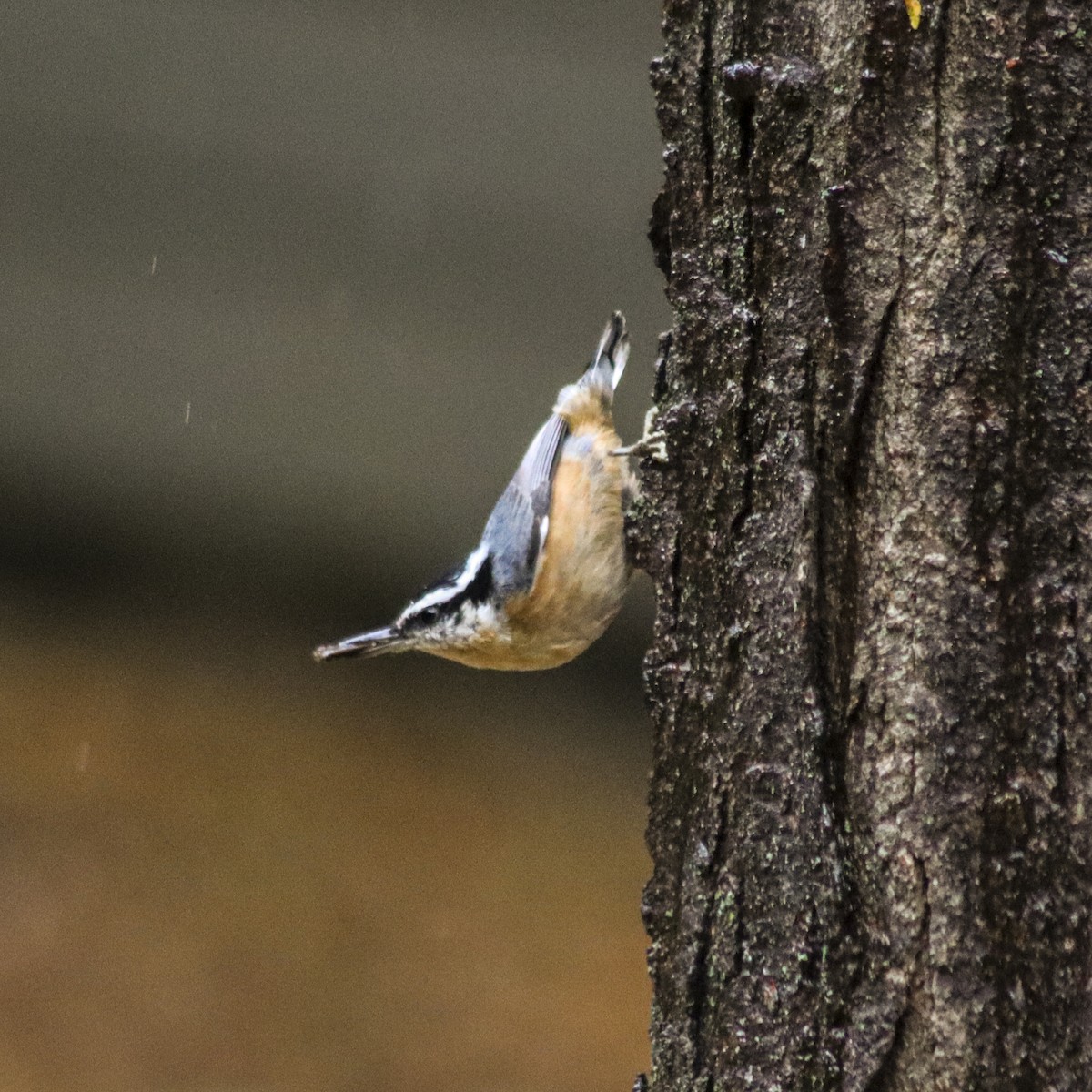 Red-breasted Nuthatch - Sherry Plessner