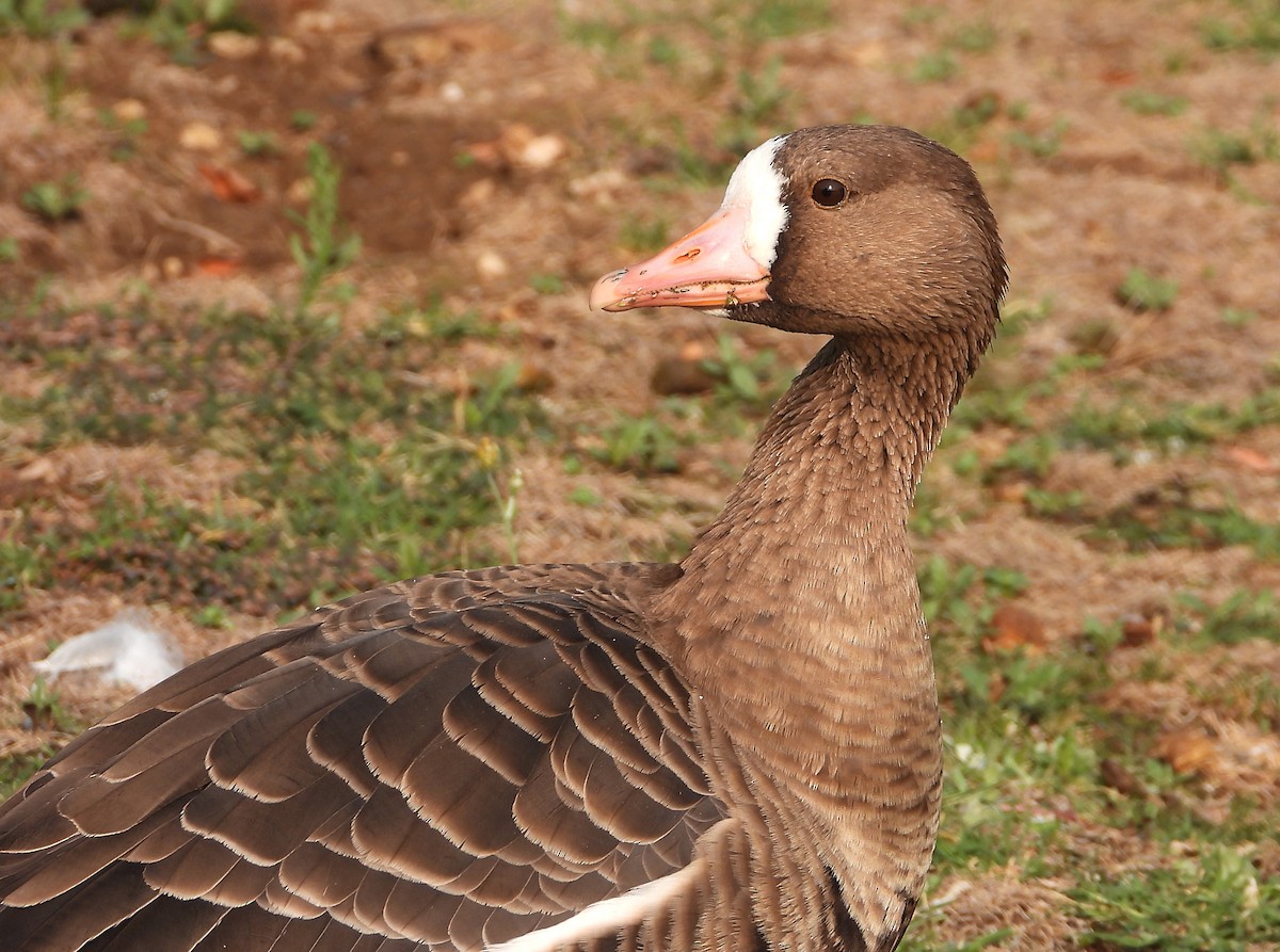 Greater White-fronted Goose - ML268182921